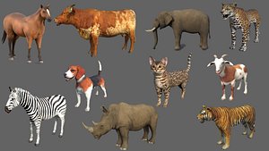 Animal Collections 3D model