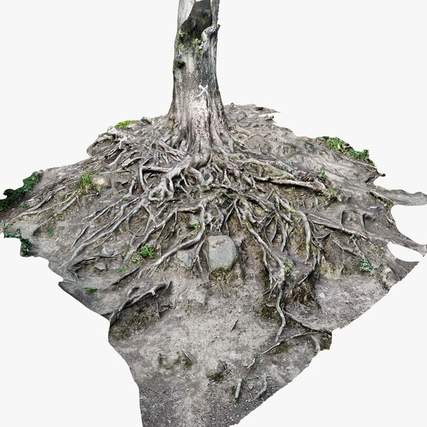 Tree trunk and roots on a hill scanned nature forest 3D - TurboSquid ...