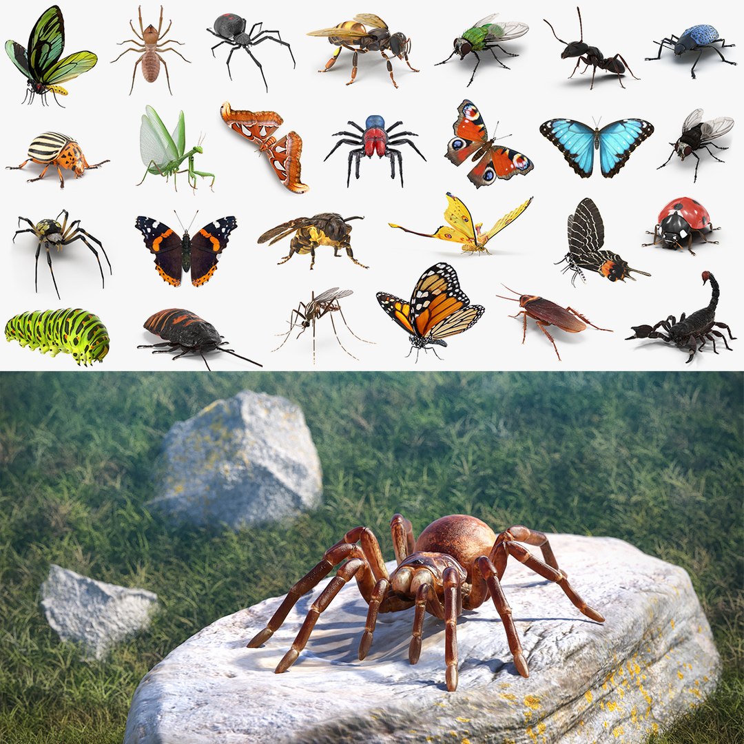 Insects Big 3D Models Collection 2 3D model preview