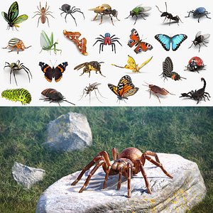 Insects Big 3D Models Collection 2