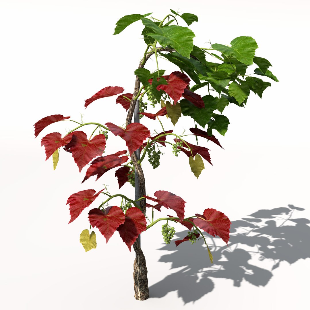 Grape Vine Plant Fruit 3d Model