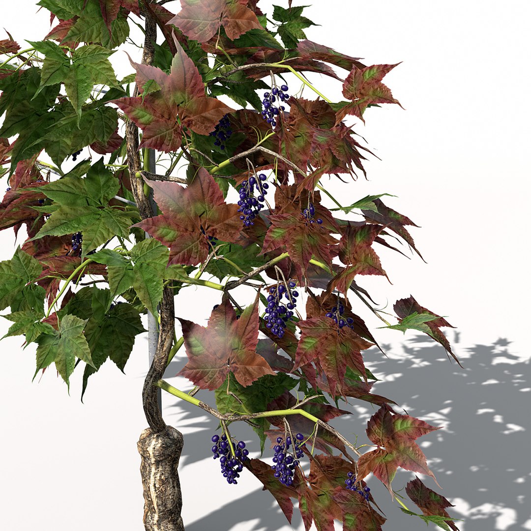 Grape Vine Plant Fruit 3d Model