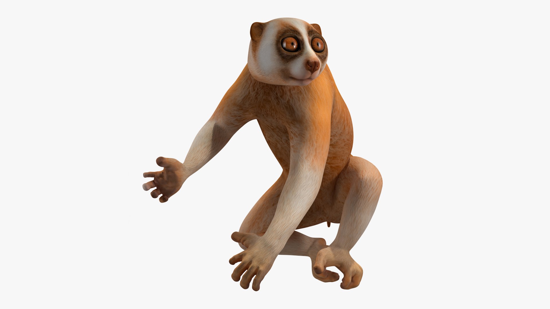 Lemur Slow Loris Rigged for Cinema 4D model https://p.turbosquid.com/ts-thumb/1r/NIfJi8/AQ/lemurslowlorisriggedforcinema4dc4dmodel046/jpg/1702528814/1920x1080/fit_q87/ffe69dc57c124e1b09d91277bc7fa40634f83f67/lemurslowlorisriggedforcinema4dc4dmodel046.jpg