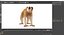 Lemur Slow Loris Rigged for Cinema 4D