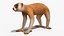 Lemur Slow Loris Rigged for Cinema 4D