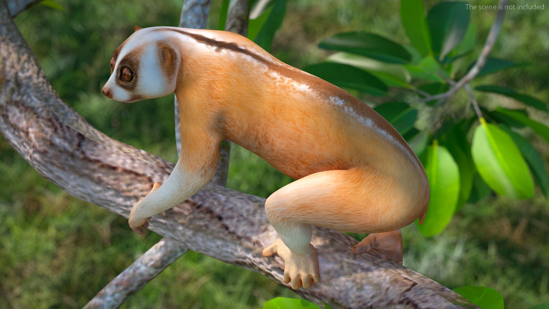 Lemur Slow Loris Rigged for Cinema 4D model https://p.turbosquid.com/ts-thumb/1r/NIfJi8/jJ/lemurslowlorisriggedforcinema4dc4dmodel006/jpg/1702528641/1920x1080/fit_q87/813eb38739c0c74ba155fcd020e71ce8cafb3ca8/lemurslowlorisriggedforcinema4dc4dmodel006.jpg