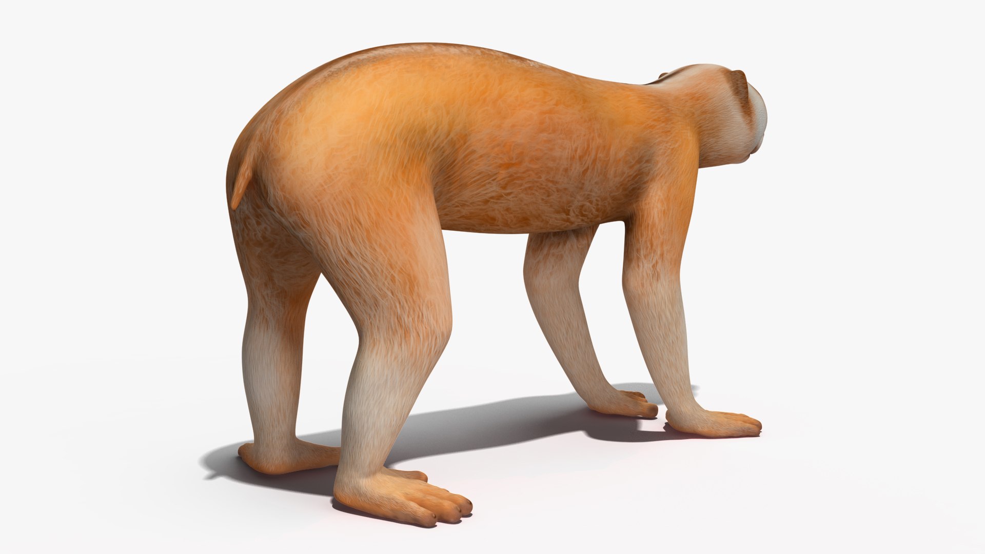 Lemur Slow Loris Rigged for Cinema 4D model https://p.turbosquid.com/ts-thumb/1r/NIfJi8/oZ/lemurslowlorisriggedforcinema4dc4dmodel017/jpg/1702528690/1920x1080/fit_q87/3e6990bf283ed5148d583f7bab5e10a731223e08/lemurslowlorisriggedforcinema4dc4dmodel017.jpg