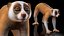 Lemur Slow Loris Rigged for Cinema 4D