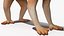 Lemur Slow Loris Rigged for Cinema 4D