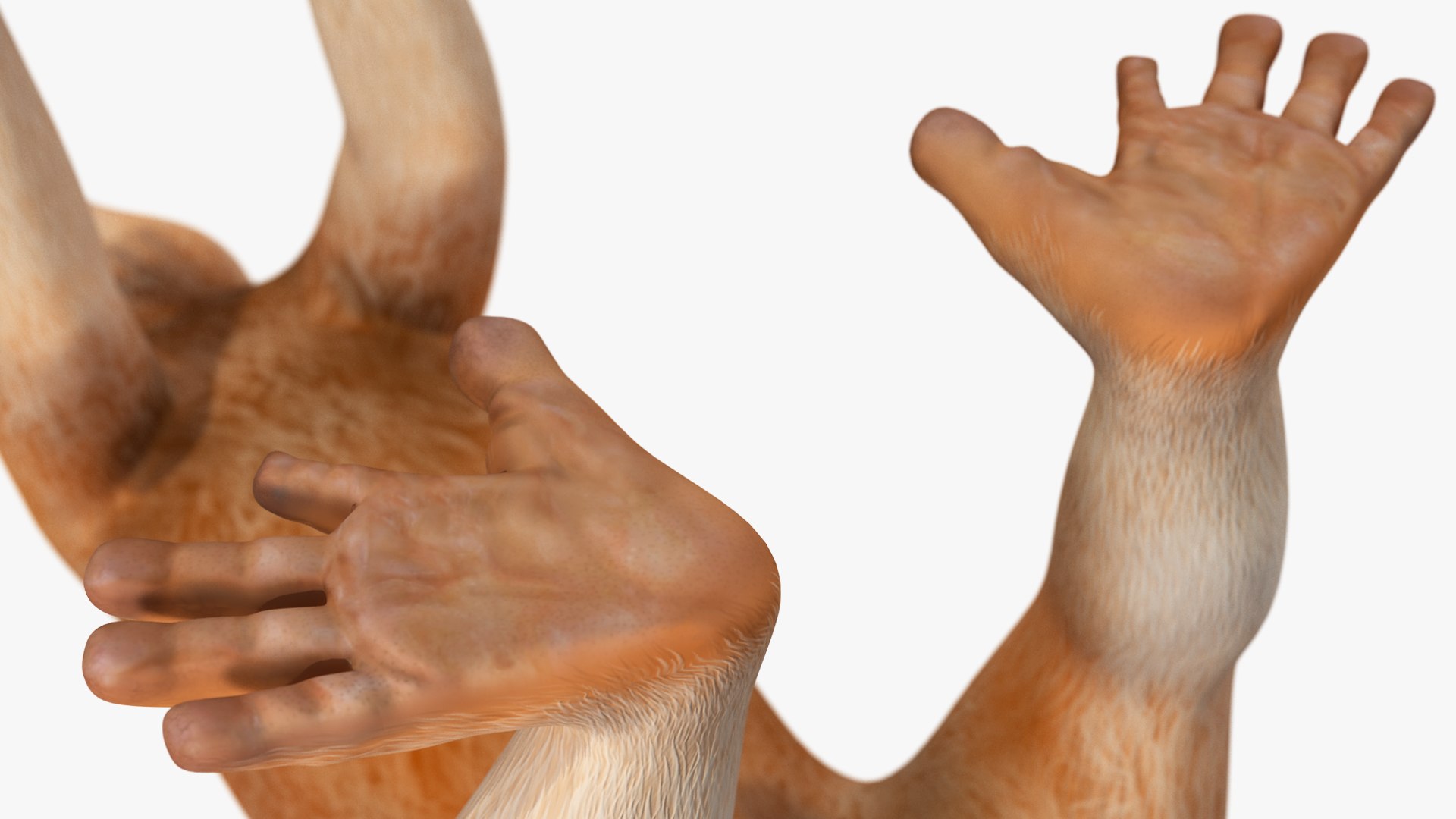Lemur Slow Loris Rigged for Cinema 4D model https://p.turbosquid.com/ts-thumb/1r/NIfJi8/yH/lemurslowlorisriggedforcinema4dc4dmodel026/jpg/1702528726/1920x1080/fit_q87/5cb0c6571d924004694ea26d5cb7359564358721/lemurslowlorisriggedforcinema4dc4dmodel026.jpg