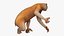 Lemur Slow Loris Rigged for Cinema 4D