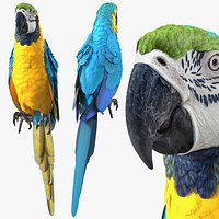 Blue and Yellow Macaw Parrot Perched Pose