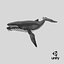 Humpback Whale Rigged PBR model