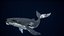 Humpback Whale Rigged PBR model