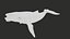 Humpback Whale Rigged PBR model
