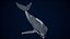 Humpback Whale Rigged PBR model