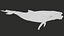Humpback Whale Rigged PBR model