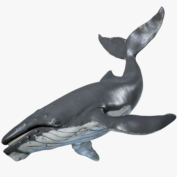 Humpback Whale Rigged PBR model