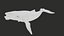 Humpback Whale Rigged PBR model