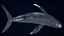 Humpback Whale Rigged PBR model