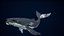 Humpback Whale Rigged PBR model