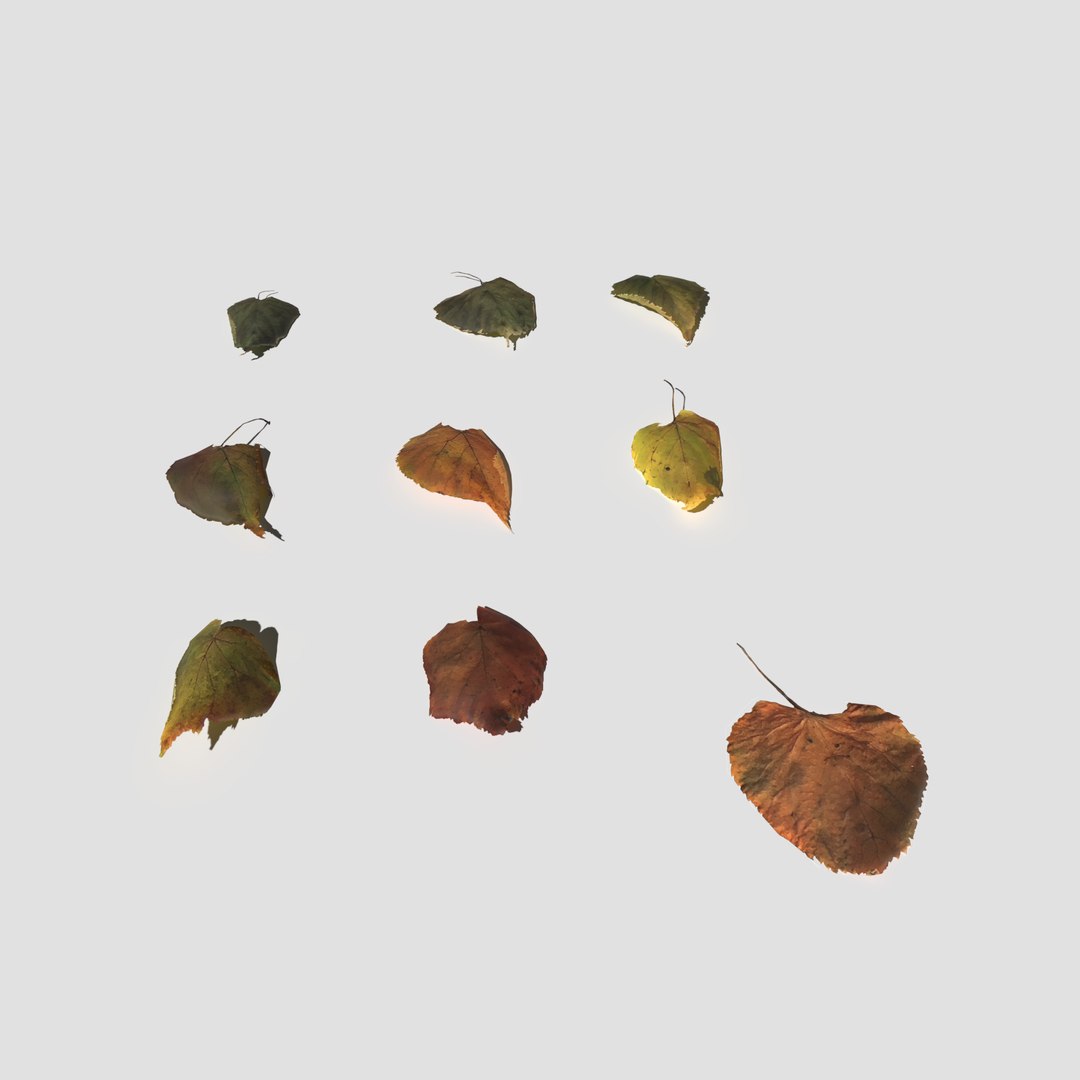 3D model dry linden leaves pack https://p.turbosquid.com/ts-thumb/1r/fRzUaJ/mhOLhBQA/drylindenleaves_preview_17/png/1598543384/1920x1080/fit_q87/47fa3e54dfcd26a72778db017c5ba65d83e16a9a/drylindenleaves_preview_17.jpg