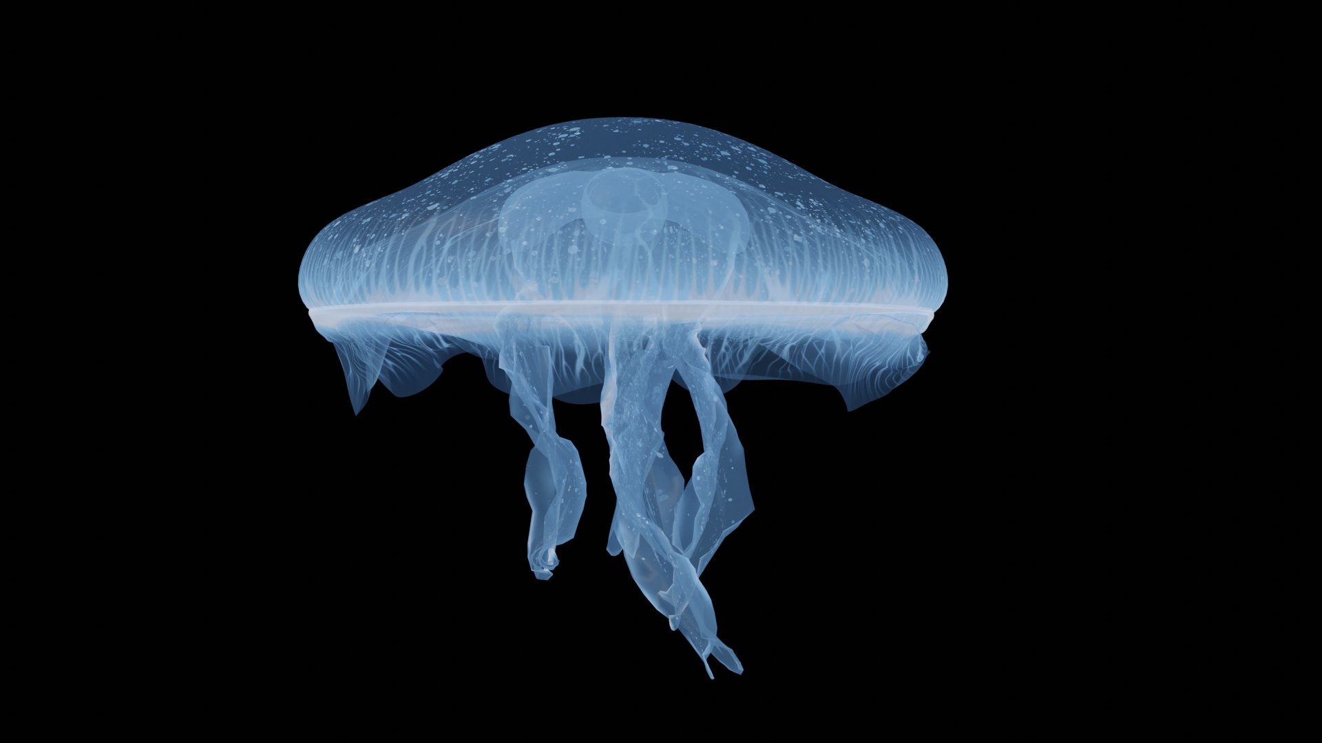 MoonRock Jellyfish Animated Model - TurboSquid 2089903