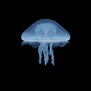 MoonRock Jellyfish Animated