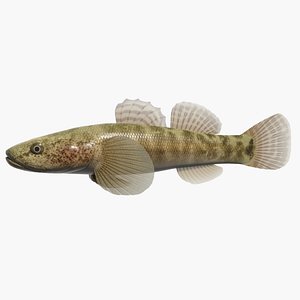 3d model gymnogobius petschiliensis swimming