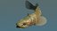 Floating goby