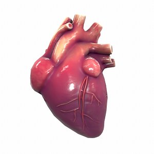3D model human heart