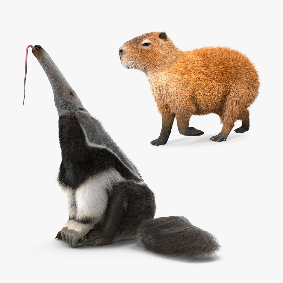 South American Mammals Fur Collection 3D model preview