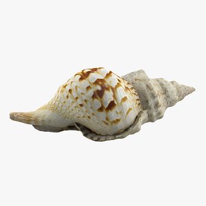 sea shell seashell 3d max