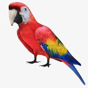 Red Macaw Parrot 3D