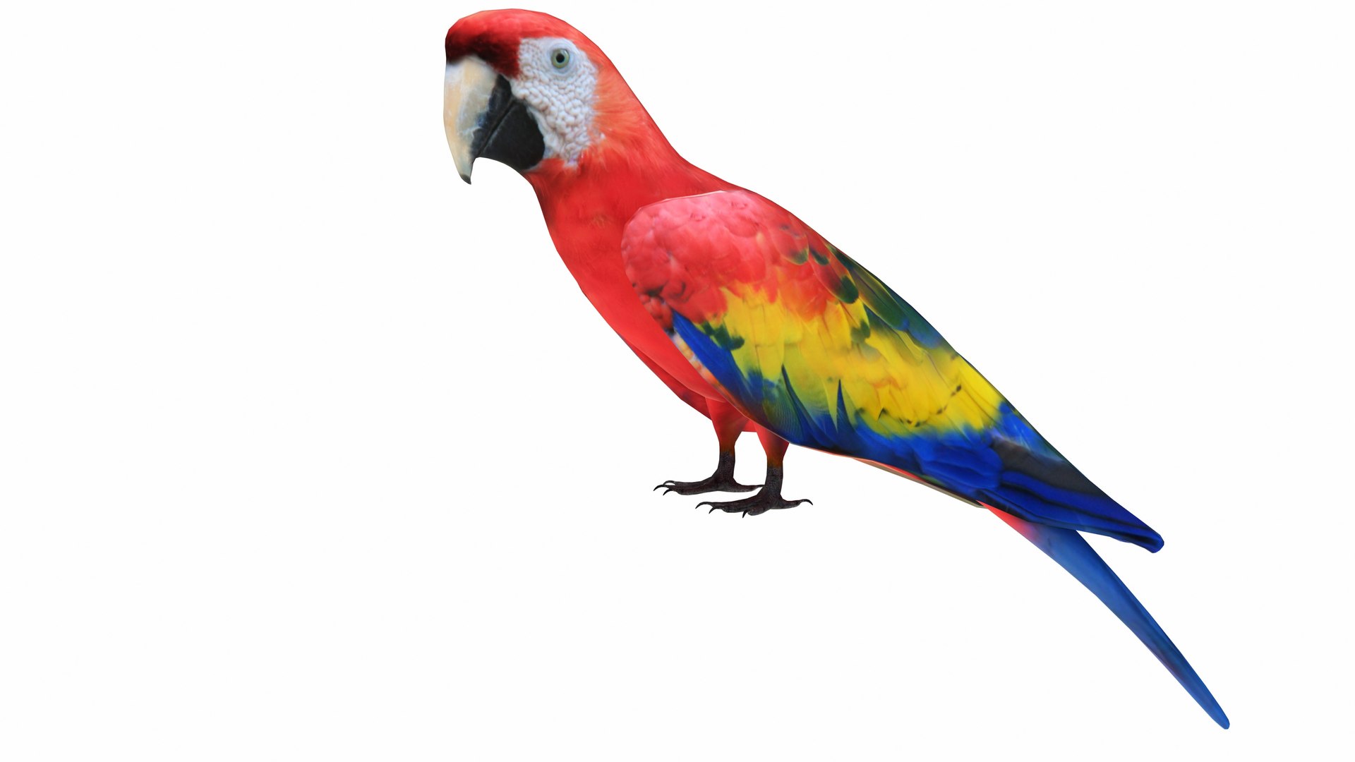 Red Macaw Parrot 3D https://p.turbosquid.com/ts-thumb/1s/95Hk0E/92/redmacawparrot2/jpg/1736192496/1920x1080/fit_q87/892558bdcf5afd0ad85aace4eefe71e5e92de6f7/redmacawparrot2.jpg