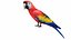 Red Macaw Parrot