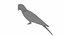 Red Macaw Parrot