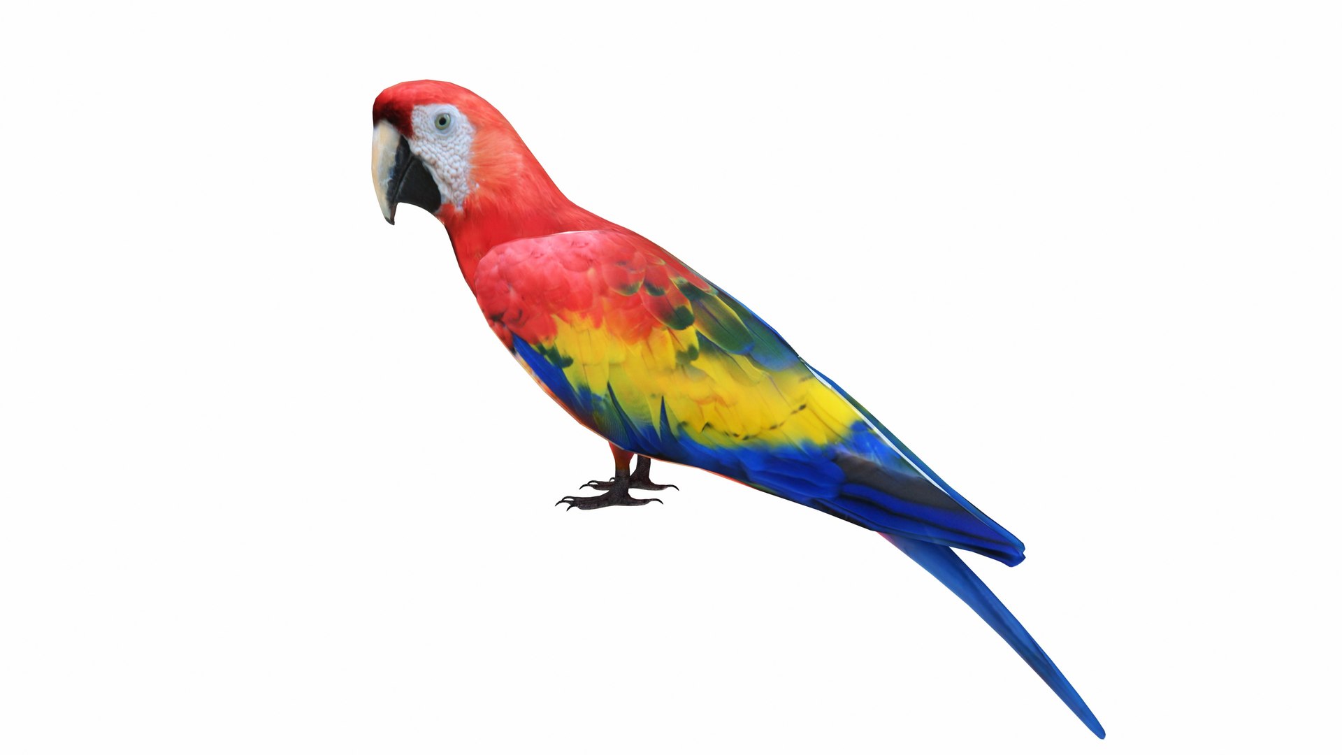 Red Macaw Parrot 3D https://p.turbosquid.com/ts-thumb/1s/95Hk0E/Nb/redmacawparrot3/jpg/1736192497/1920x1080/fit_q87/a572004274aed4cf9ebe7e5491939ad71c4fd5ce/redmacawparrot3.jpg