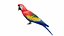 Red Macaw Parrot