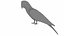 Red Macaw Parrot