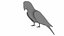 Red Macaw Parrot