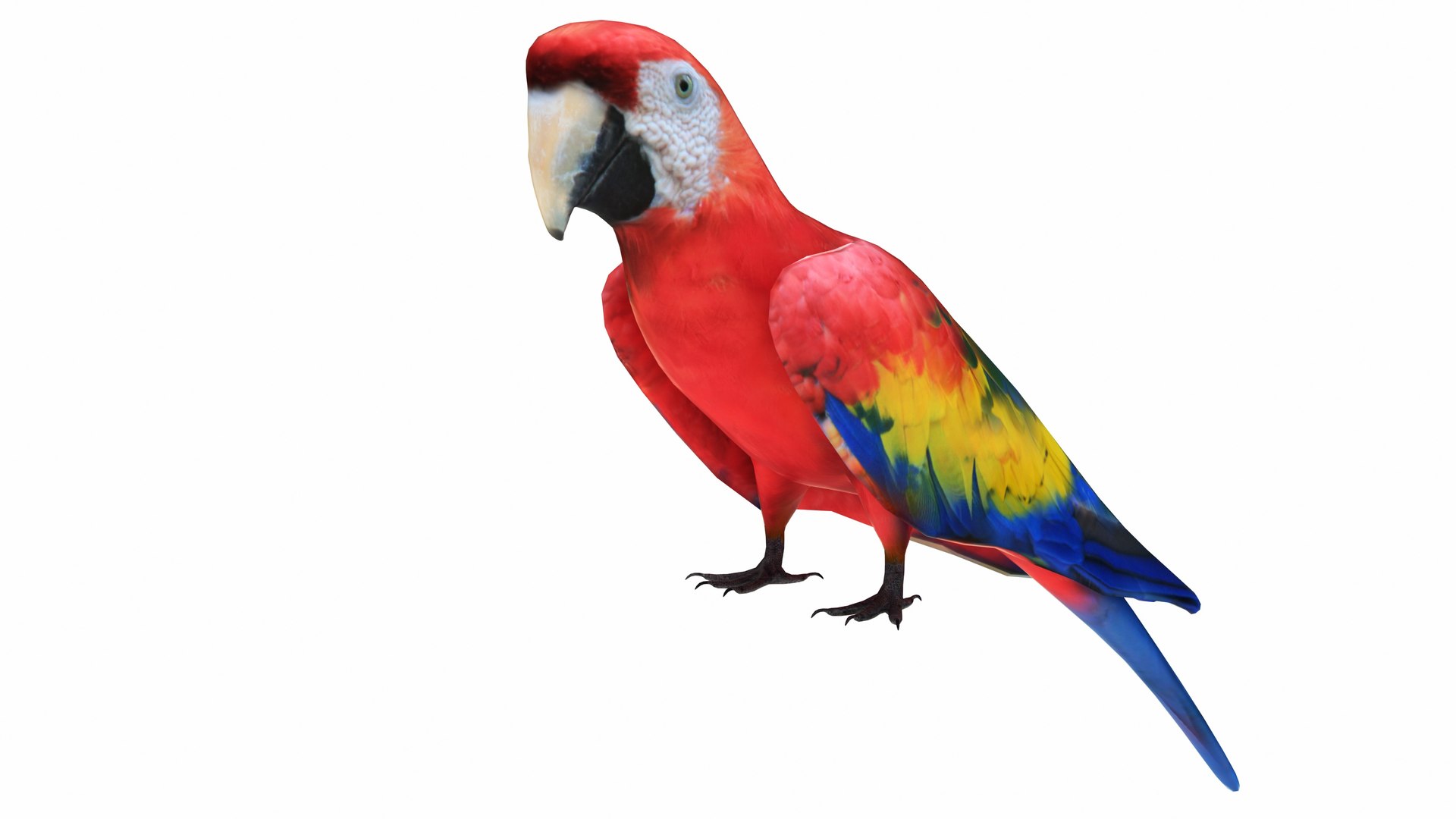 Red Macaw Parrot 3D https://p.turbosquid.com/ts-thumb/1s/95Hk0E/YS/redmacawparrot1/jpg/1736192496/1920x1080/fit_q87/bb90dc7e97cd30d24e287c910541703fb9ae3317/redmacawparrot1.jpg