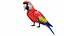 Red Macaw Parrot