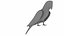 Red Macaw Parrot