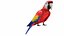 Red Macaw Parrot