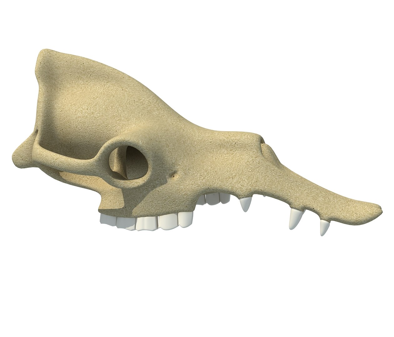 3D camel skull skeleton model - TurboSquid 1177952