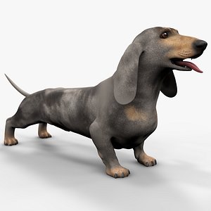 3D Dachshund Rigged L1816 model