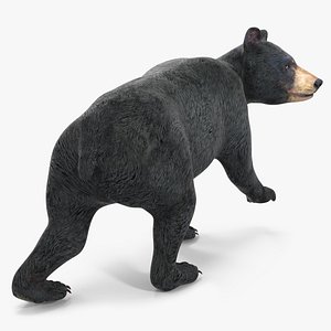 Young Black Bear in Walking 3D model