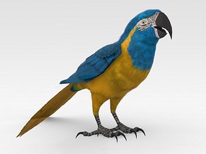 Blue Throated Macaw 3D