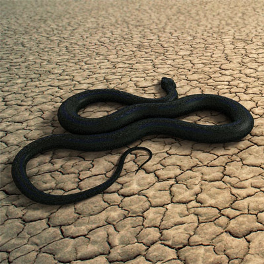 Black Smooth Python Snakes 3d Model